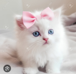 Kitten Free