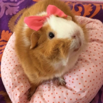 Strawberry ultimate