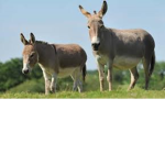 donkeyhehe