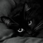 Sweepyy