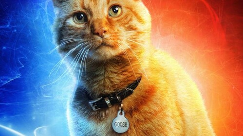 Carsonthecat's fan group hangout.