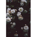 -+ Vincenzo +-