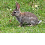 Rabbits are cute