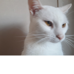 MeowGames Studios
