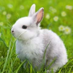 Bunnies Kawaii <3