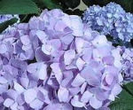 PurplePetals