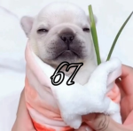 67ﾒ