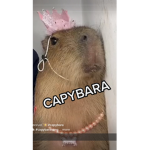 an official group of memes