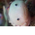 Axolotl Games