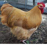 ARBUZYKI grupa