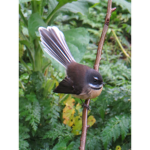 kiwis nz
