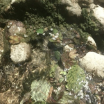 Lillypad Lake