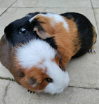 The Guineapigz group