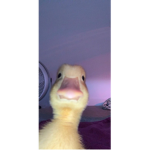 Madinahamza_ducksforlife