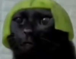 The Melon Cat Club