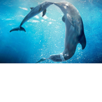Sasha’s Dolphins