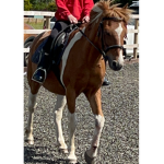Horse and ponies academy