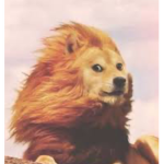 Doggo Fanbase