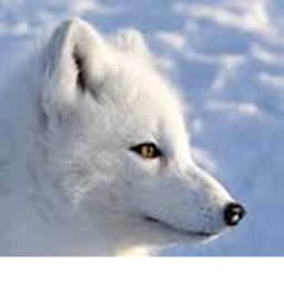 ArctiCafe