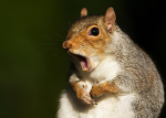 Squirre1s
