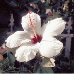 ❀