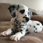 phuppie!