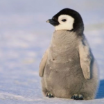 Penguin ARMY(: