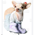 Chihuahuas & ice skaters