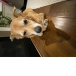 Hewo potato