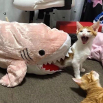 thebestgroup cat