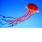 BROS Squad Official