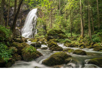 Forest Life (Still Under Deveopment)