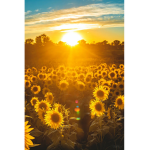 Aesthetic Sunshine sunflowers