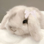 Cute coelhos(a)