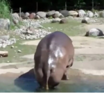 fart elephant