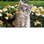~ The Kitty Club ~