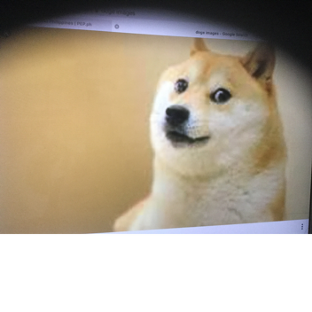 Doge quest (not finished)