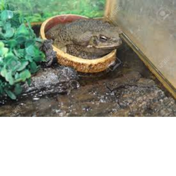 Frog simulator