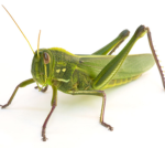 Insect game production