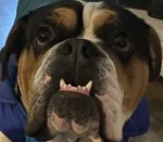 Ronanthepup