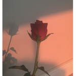 Rosey Sunsets <3