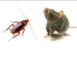 The Roaches And Rats :)