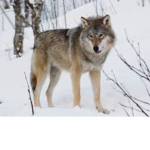 Wolfateam2435