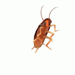 ROACH SQUAD 2000