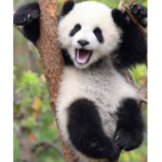 THE POWER PANDAS PEOPLE