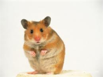 HamsterKlan