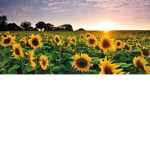 sunflowers group <3