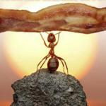 Bacon Antz