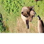 Happy capy