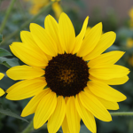 Sunflower's Baby Sunflowers
